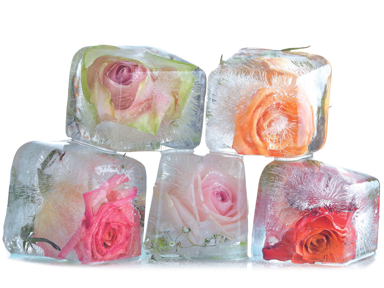 Rosenblüten-Eiswürfel