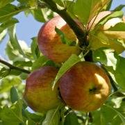 Steirischer Apfel